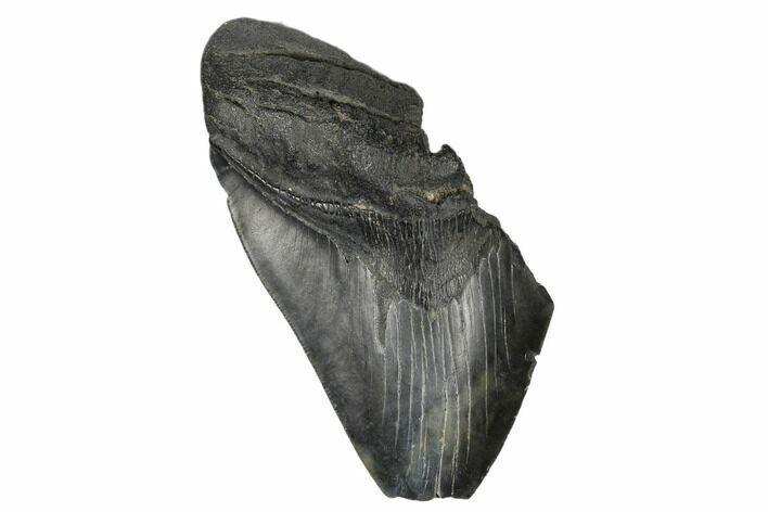 Partial Megalodon Tooth - Serrated Blade #180885
